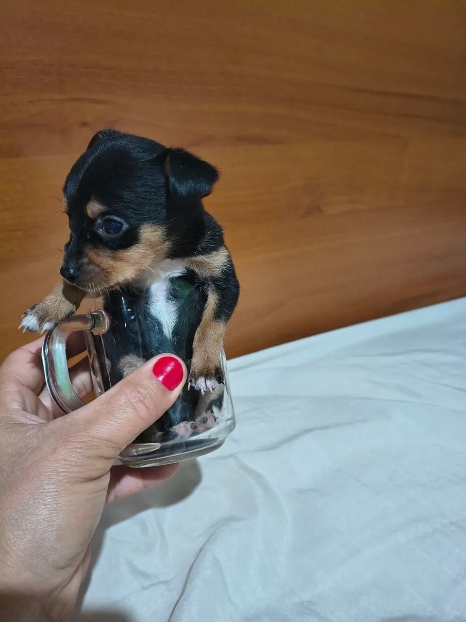 Pinscher  - Foto 4