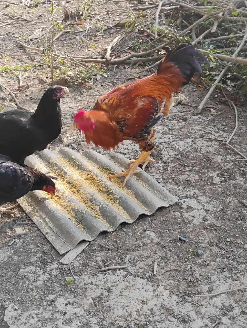 Vendo frango caipira  - Foto 4