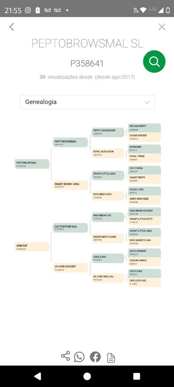 cavalo quarto de milha  - Foto 4