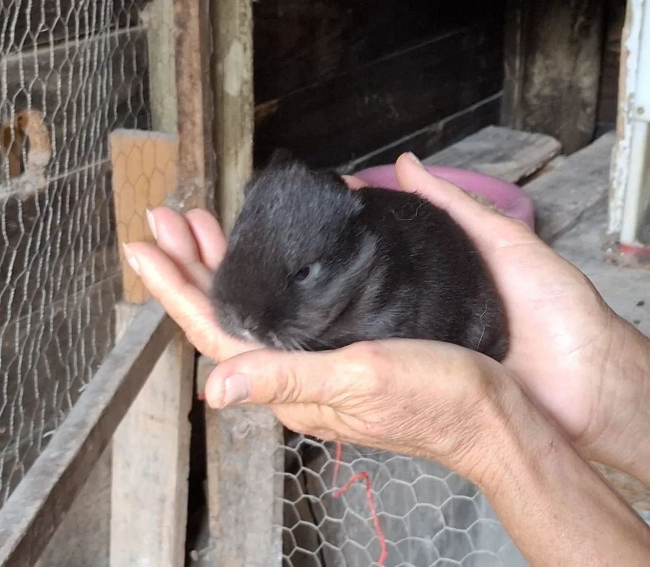 Coelhinhos Lindos (mini) - Foto 4