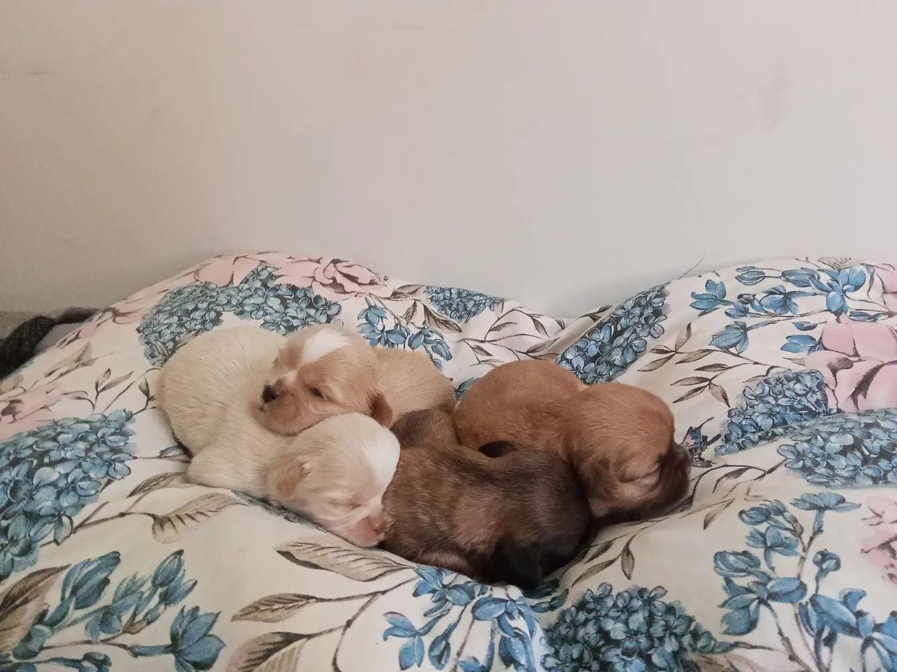 Filhotes de Shitzu 