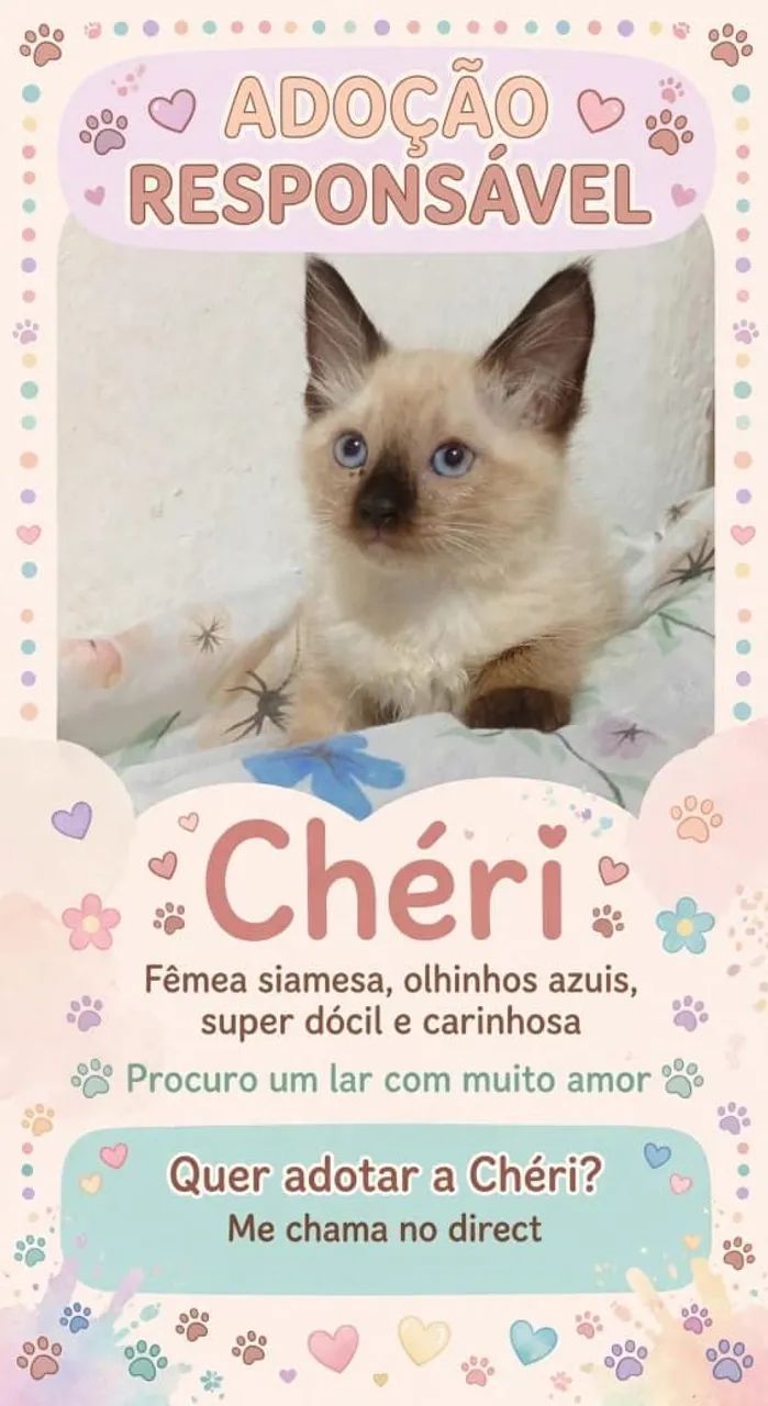 Gatinhas para Adoção  - Foto 2