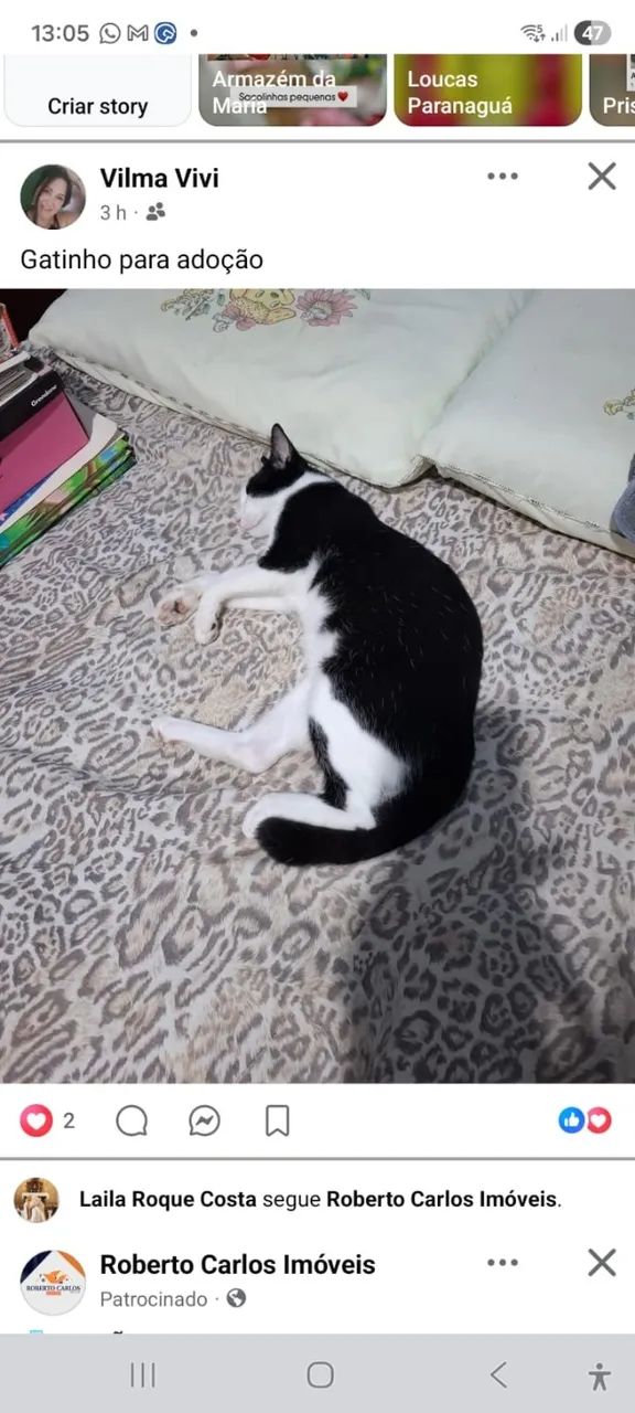 Gato para doação  - Foto 3
