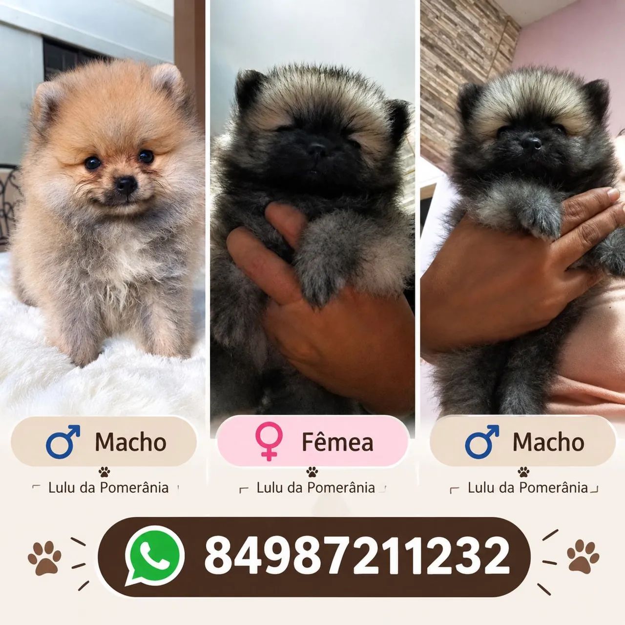 Spitz alemão anão 