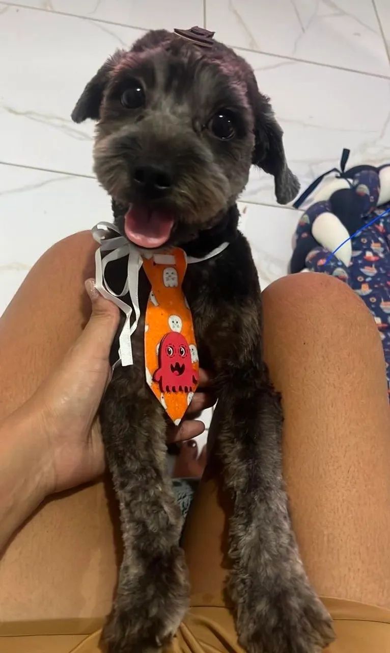 Lha apso macho - Foto 2