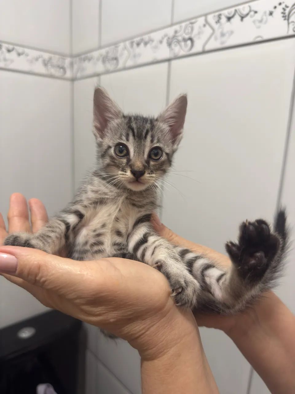 Lindos gatinhos para doação  - Foto 4