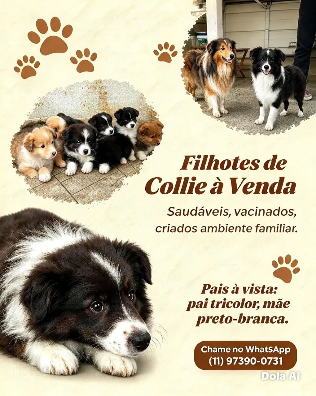 Collie