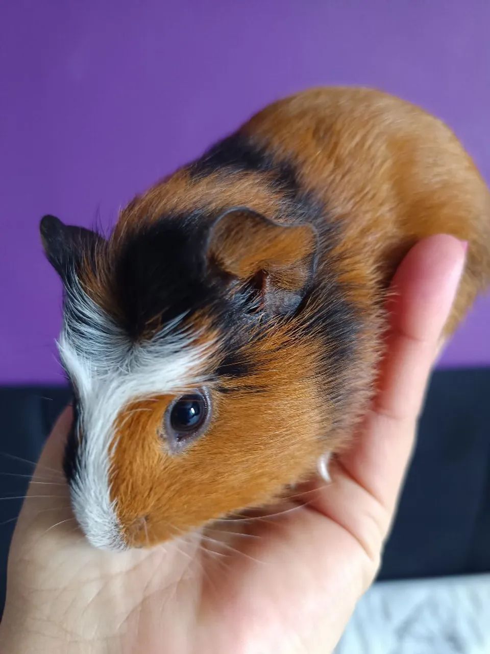 Porquinho da Índia peruano e abissínio 