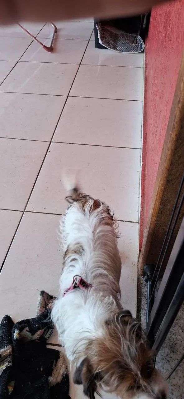 Doa - se cachorrinha - Foto 4