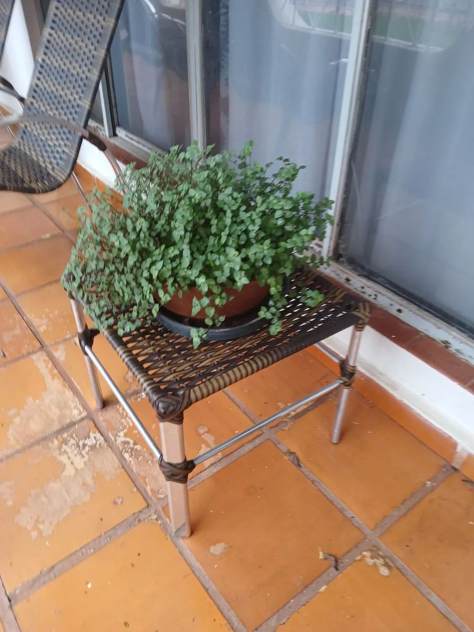 Torrando último vaso com planta  - Foto 2