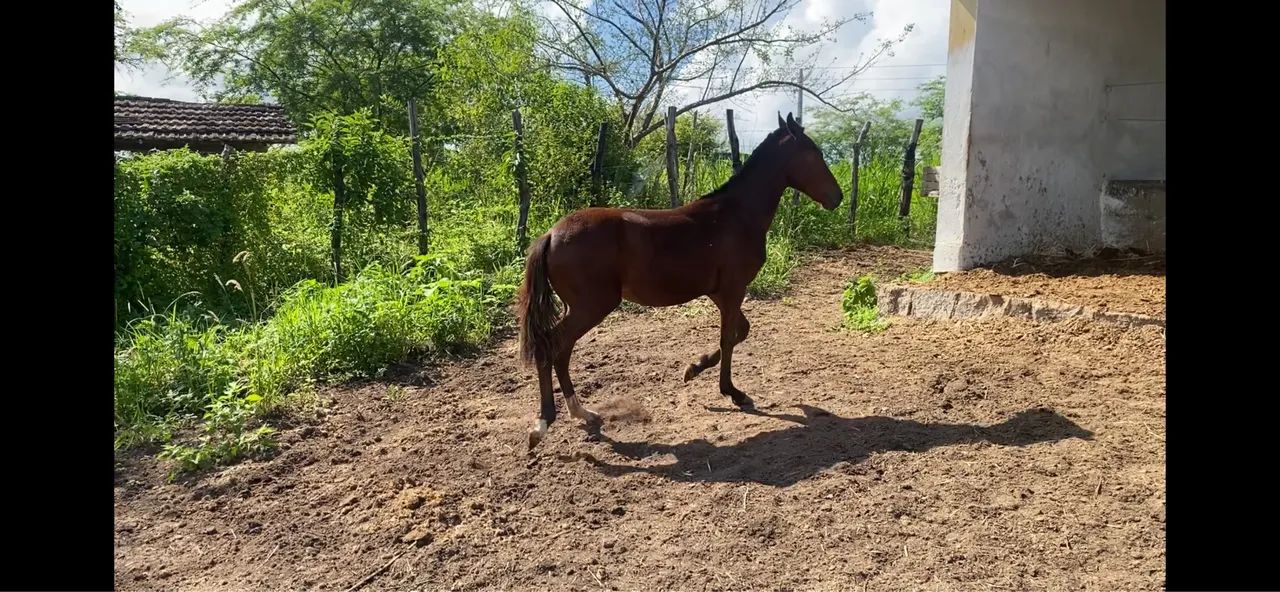Potrinha Mangalarga Marchador de alta genética(7 Meses) - Foto 3