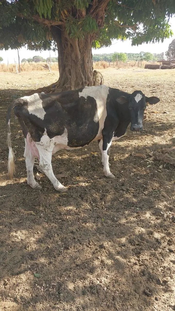 Vacas de leite  - Foto 4