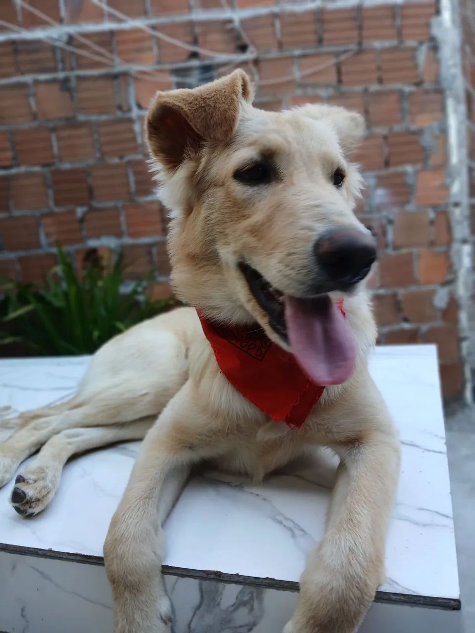 Cachorro para doação pastor alemão misturado com poodale  - Foto 3