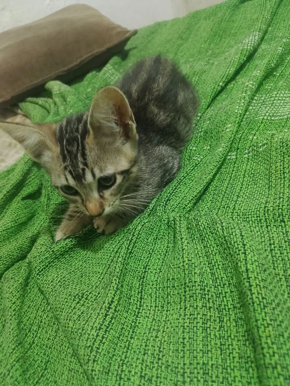 Gata para adoção responsável  - Foto 2