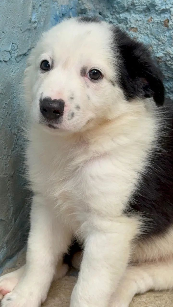 Border Collie @canilcfdog - Foto 2