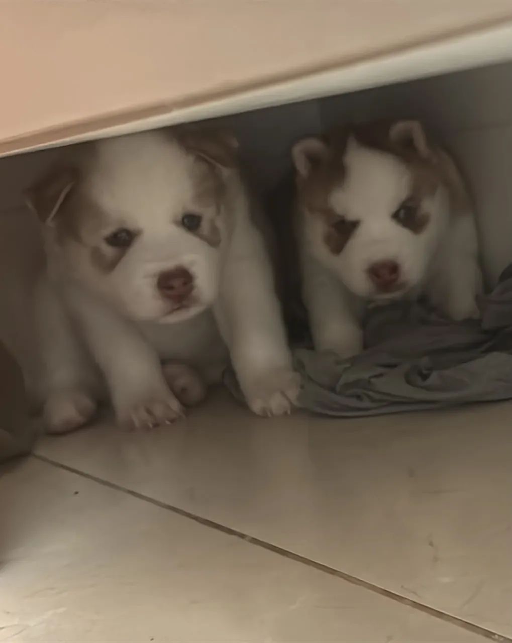 Husky siberiano  - Foto 5