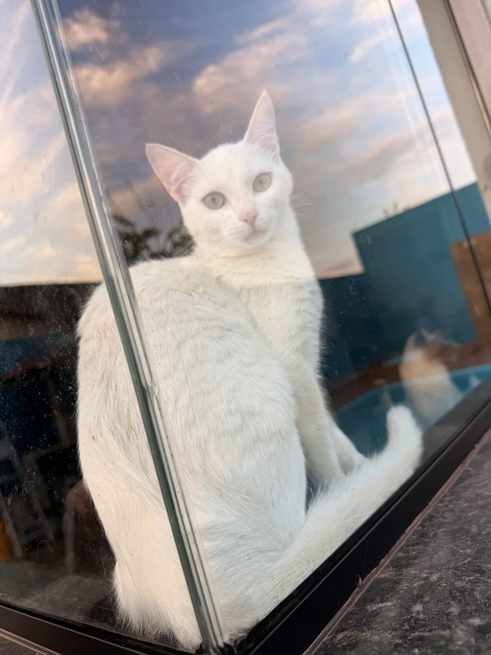 Doa-se gata já castrada  - Foto 3