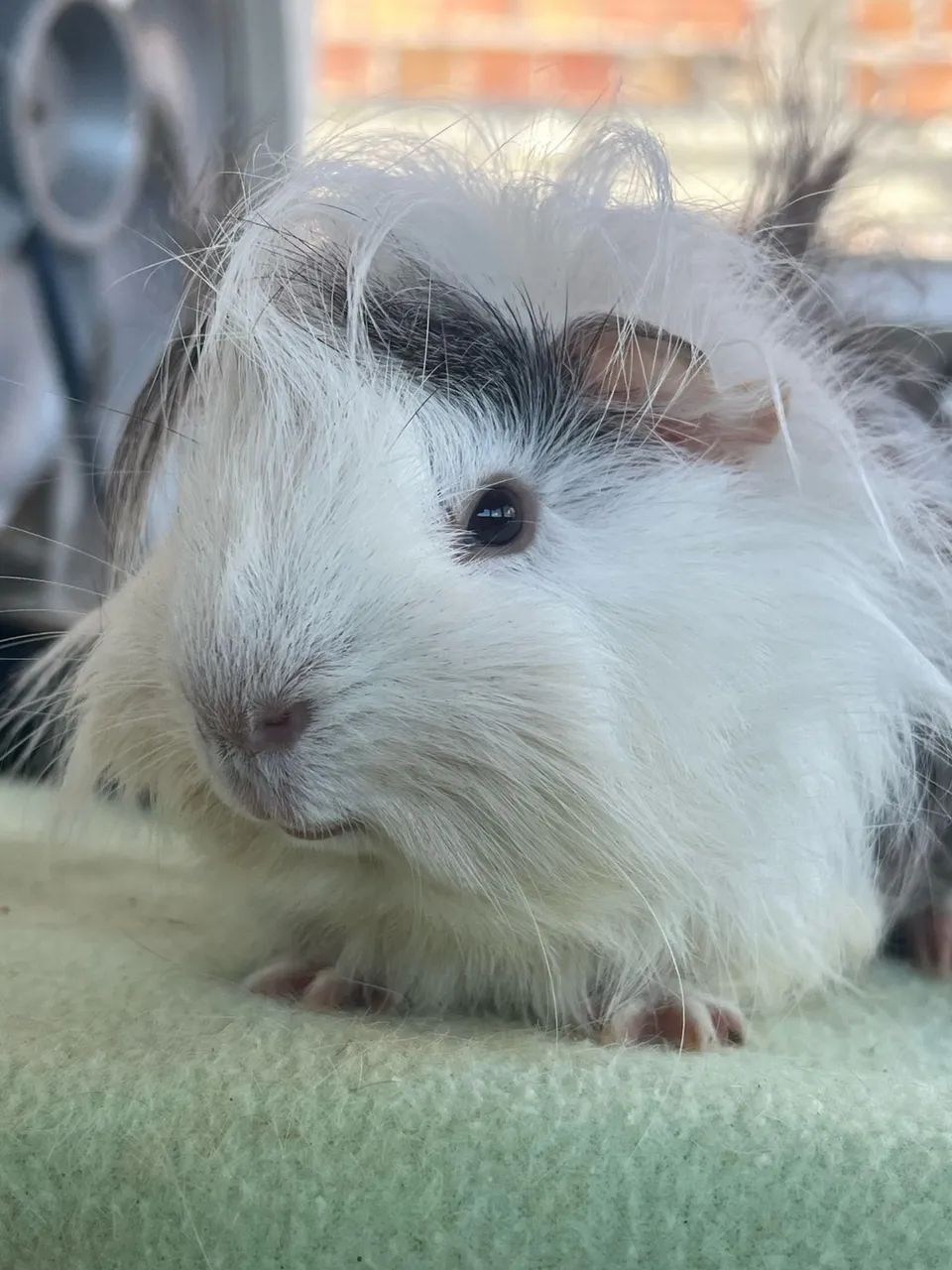 Porquinho da índia macho 