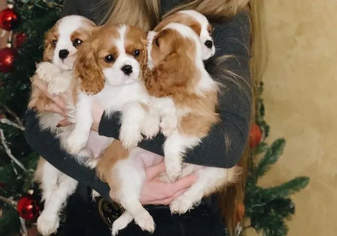 Cavalier King 100% Puro e Saudável