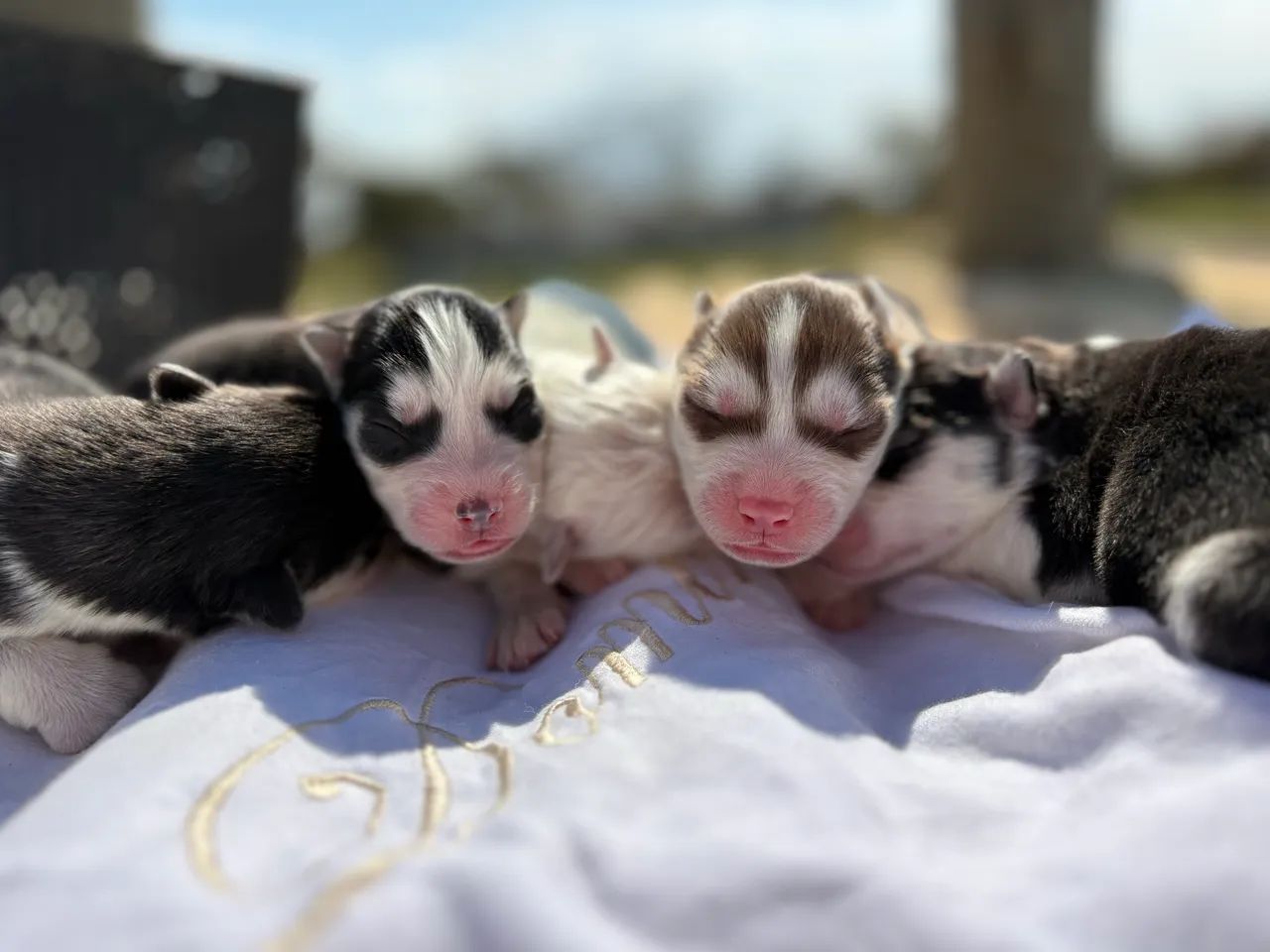 Husky siberiano - procedência e genética  - Foto 4