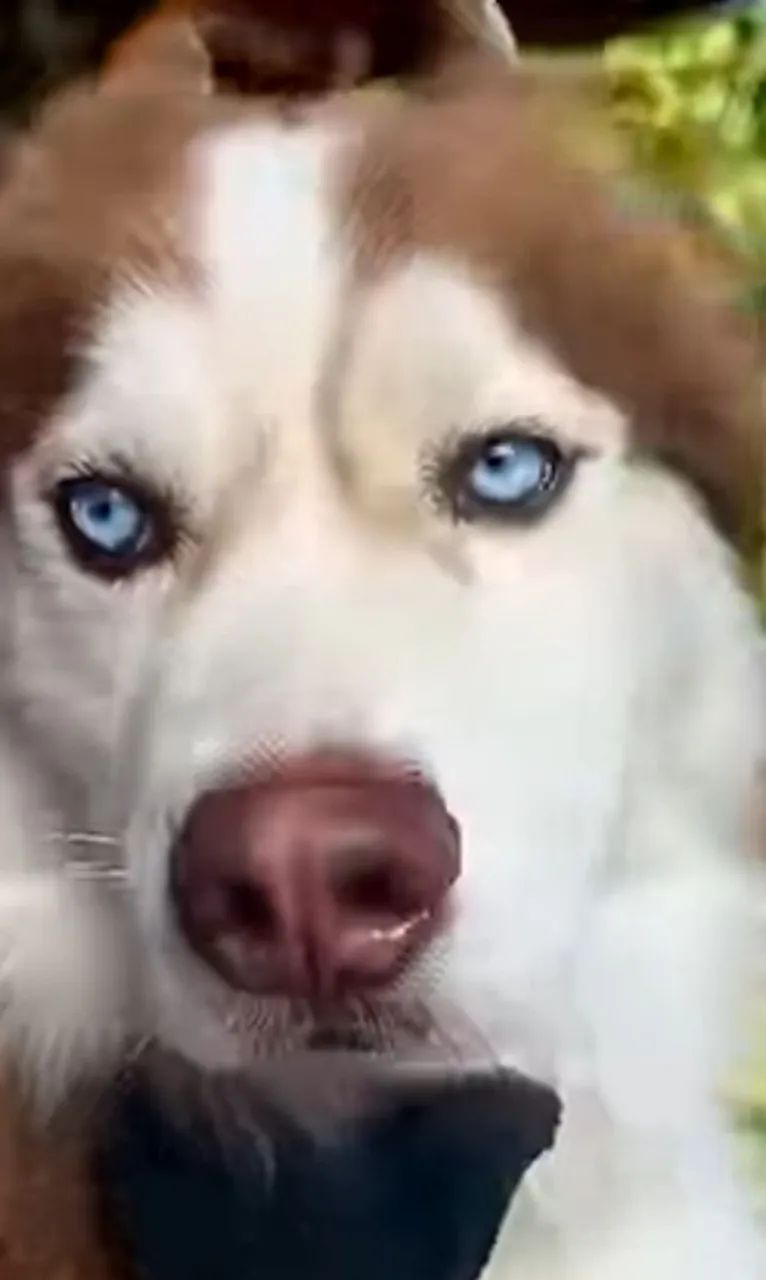 Rask siberiano 