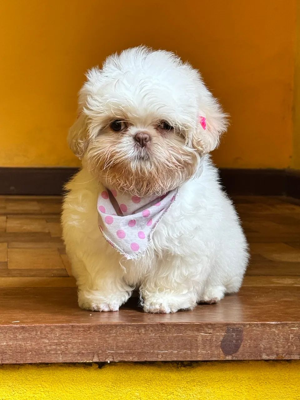 Fêmea shih tzu  - Foto 3