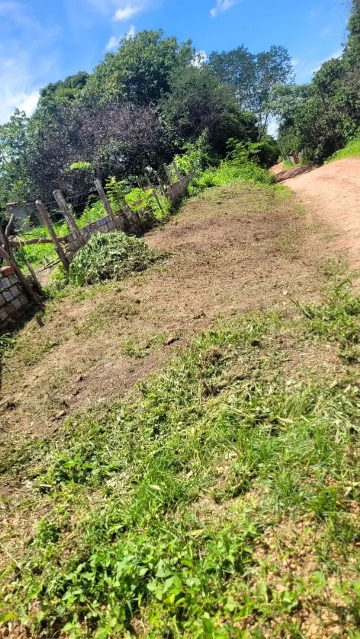 Lote arvores verde
