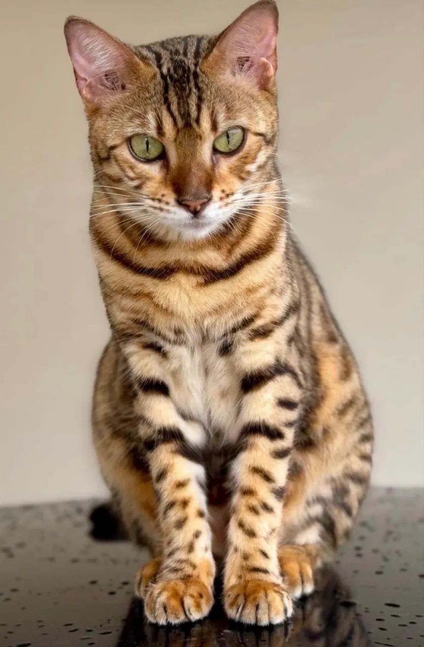 Gato - Foto 2