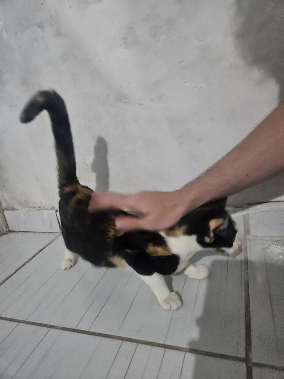 Gatinha tricolor para adoção  - Foto 5