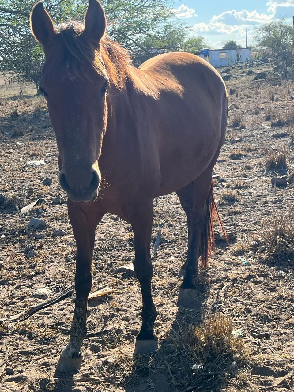 Égua mestiça de quarto de milha pra campo - Foto 4