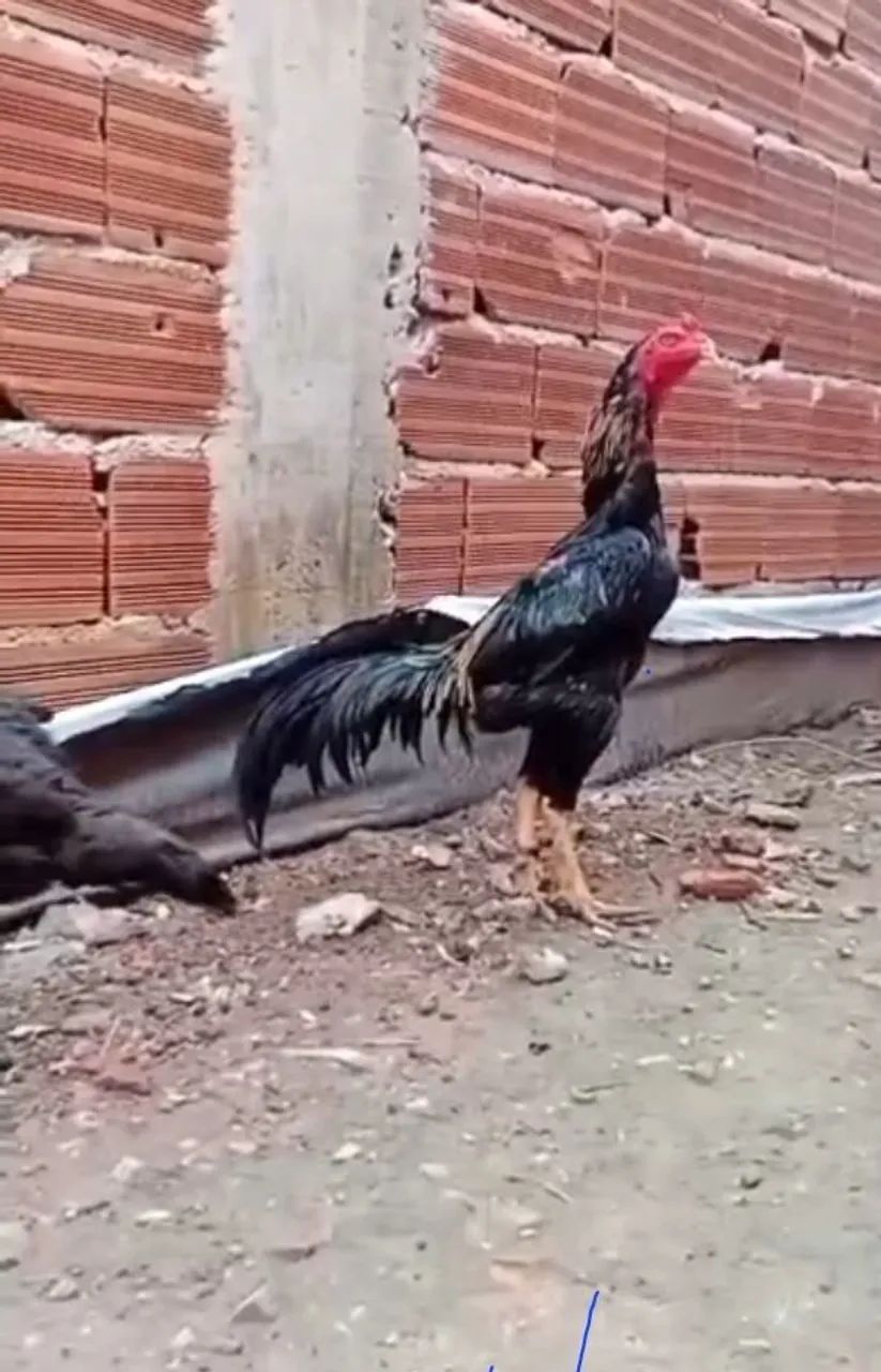 Vendo galinha india  - Foto 2