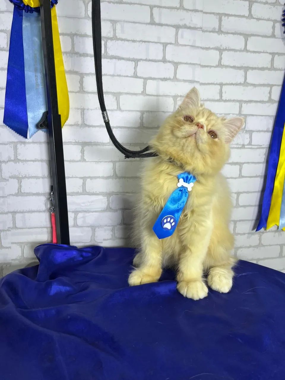 LINDO FILHOTE PERSA - Foto 2
