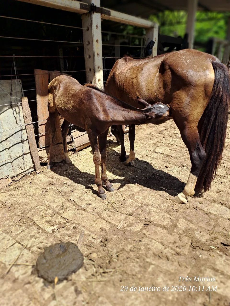 Linda Potra Controlada. Aceito  cartão e pix  - Foto 3
