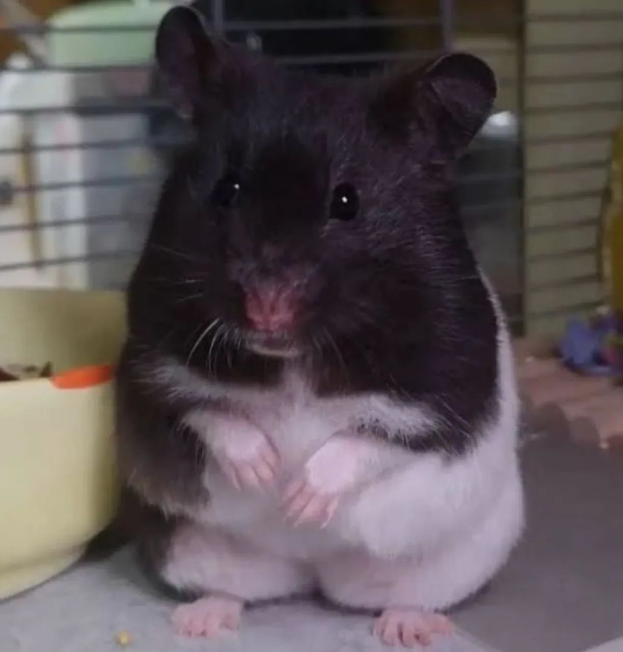 Roedores Disponíveis  - Foto 4