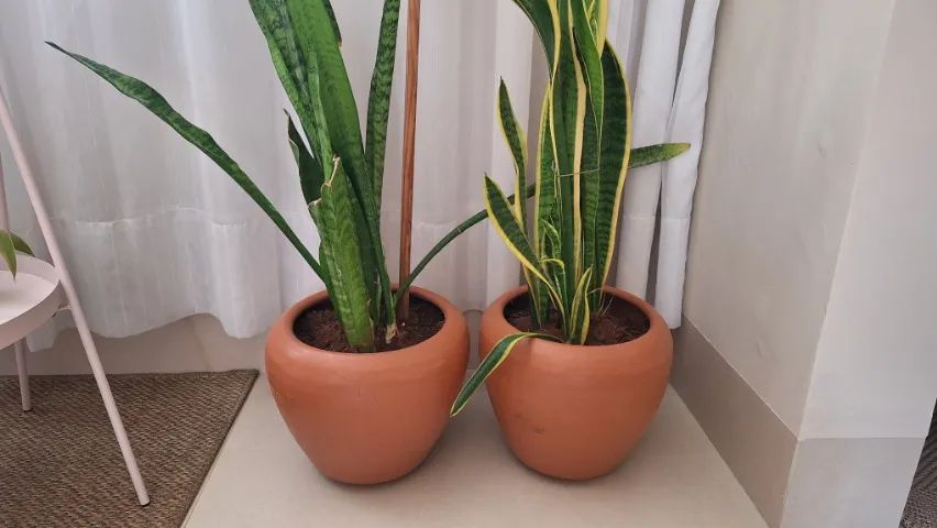 2 Vasos com plantas  - Foto 2