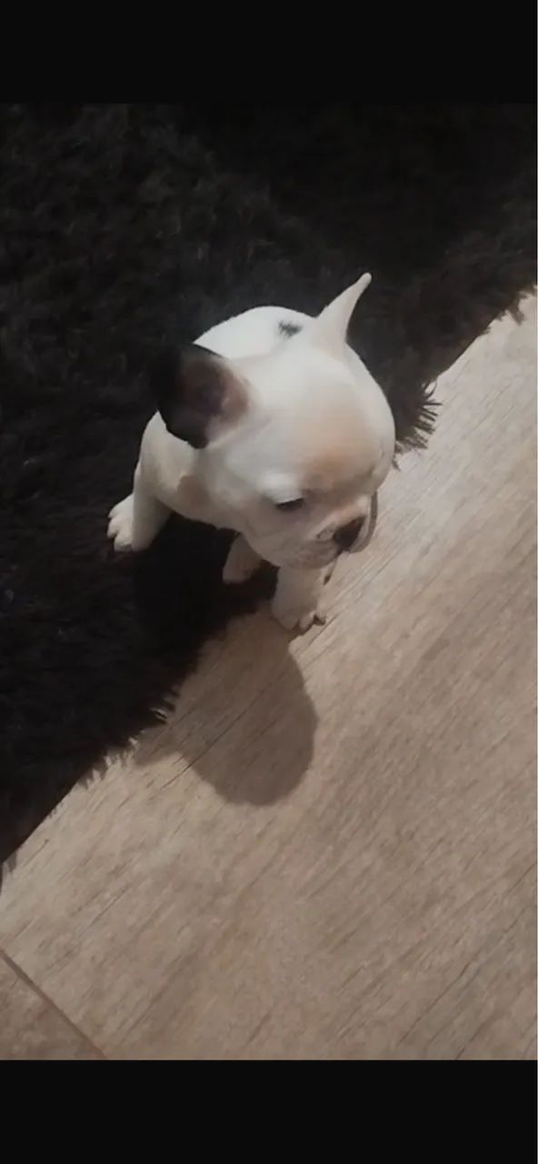 Cachorro  - Foto 3