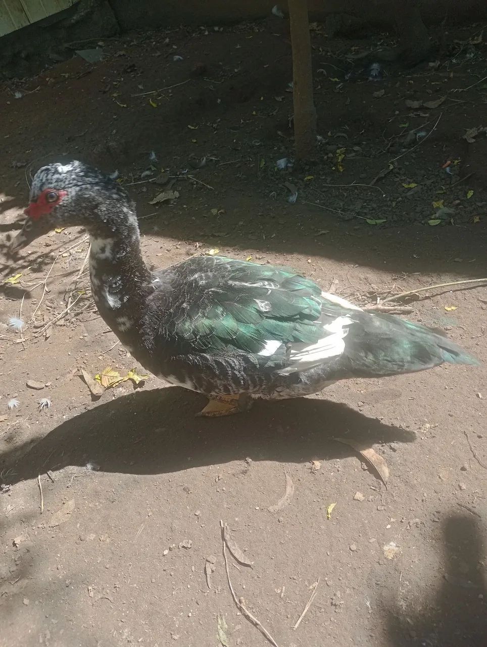 Pato e pata  - Foto 2