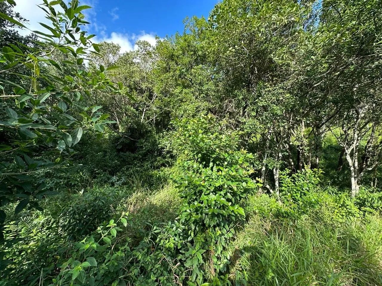 Terreno de 1.494m² no João Paulo - Foto 4