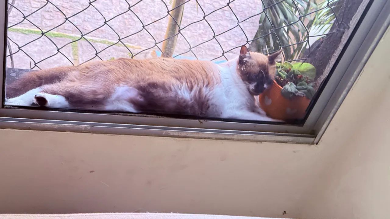 Doação Gato siamês  - Foto 3