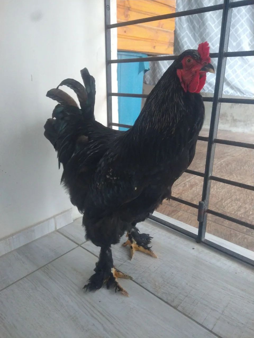Brahma Black - Foto 4