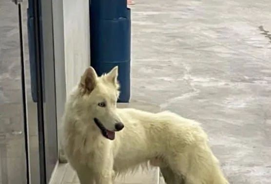 Filhotes de husky siberiano puro  - Foto 3