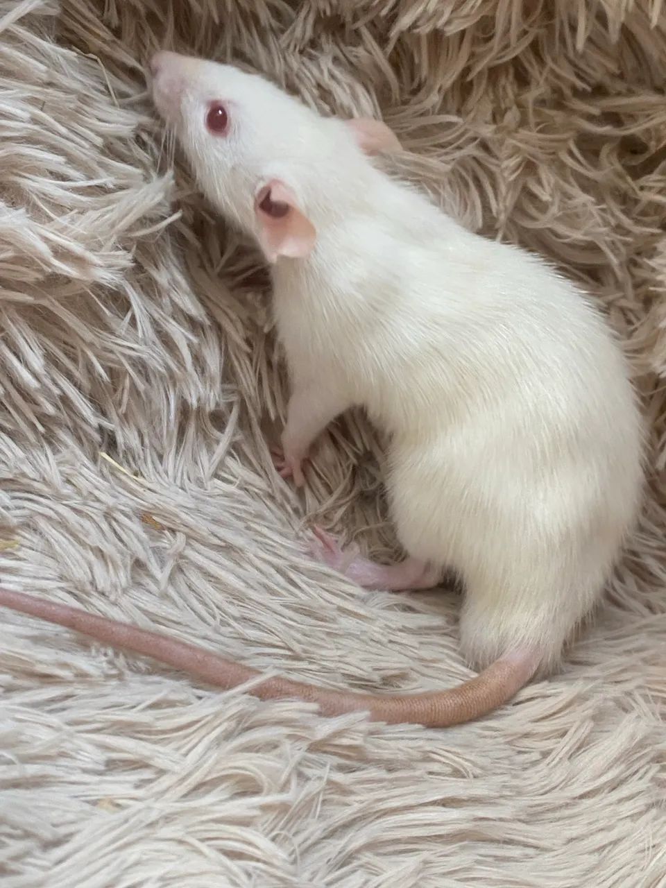 Ratinhos Twister  - Foto 4