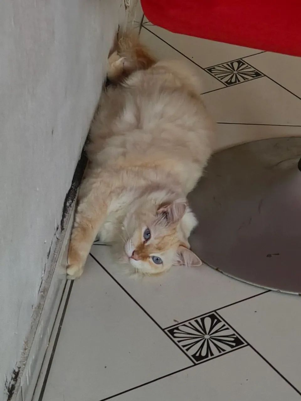 Gatinho para doação  - Foto 3