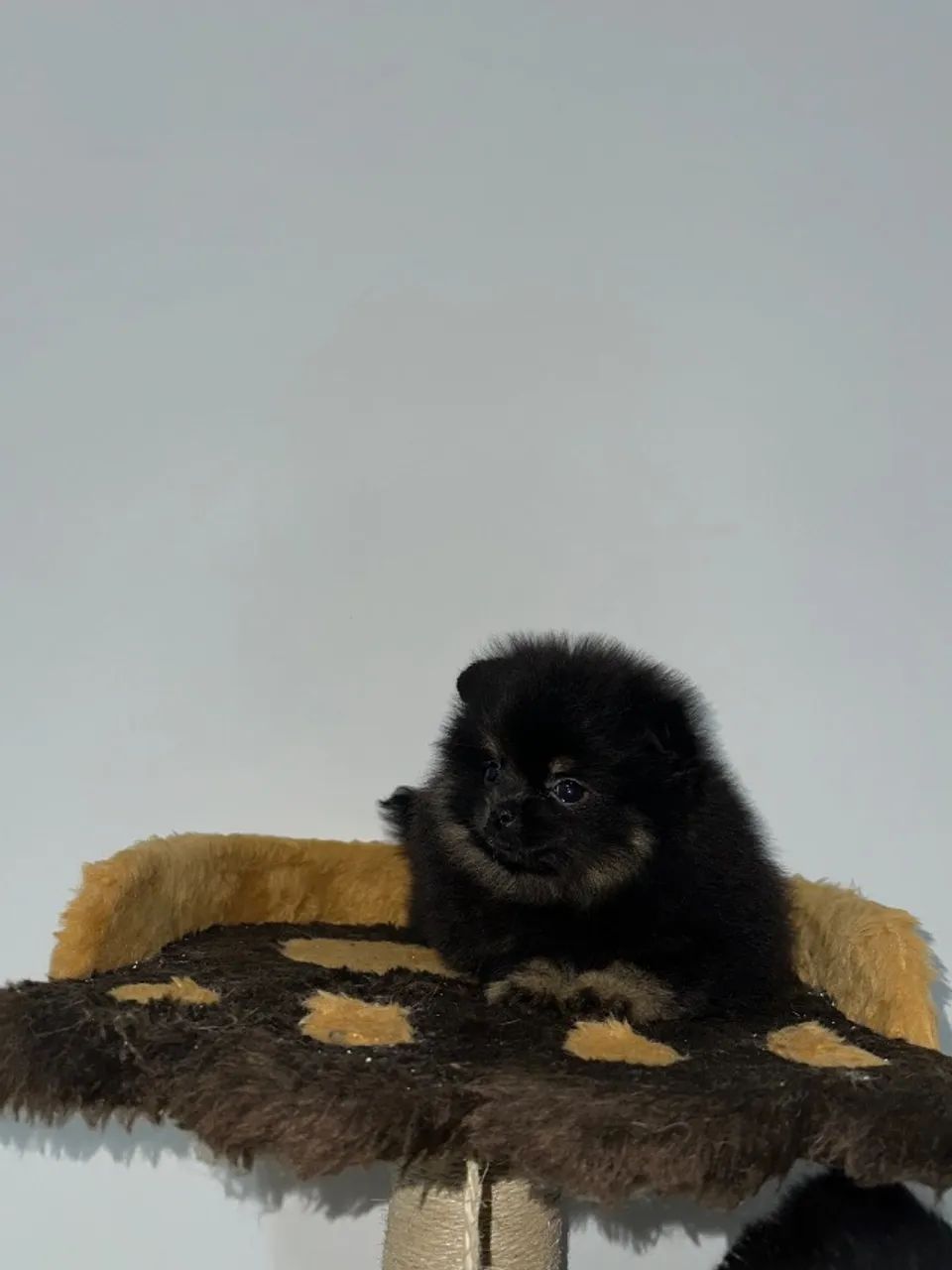 Spitz alemão anão 