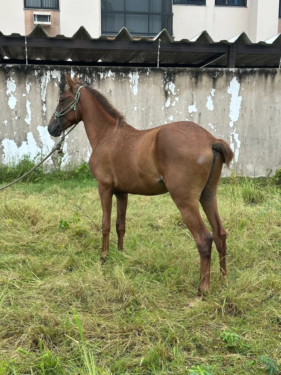 Potro QM - Foto 2