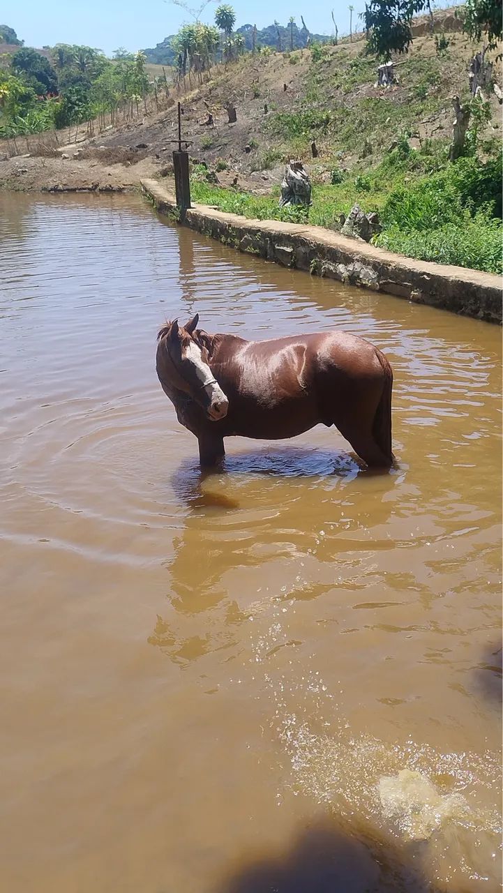 Cavalo a venda - Foto 4