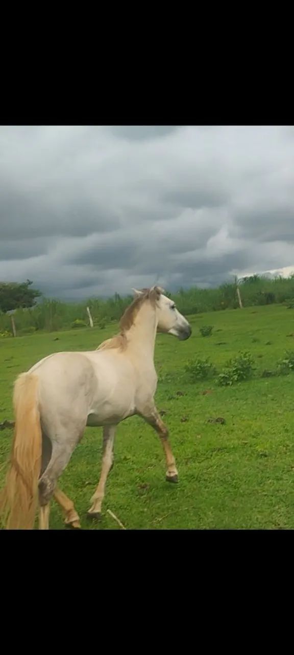 Cavalo ? - Foto 6