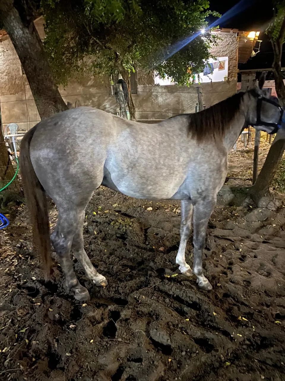 Poutro de 3 anos puro de origem 