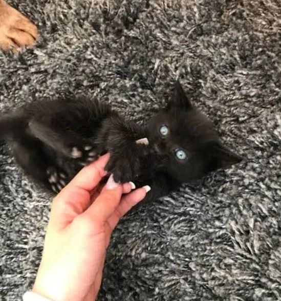 Gatinha preta peluda - Foto 2