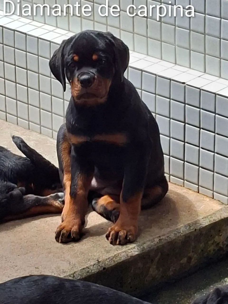 cachorro  - Foto 5
